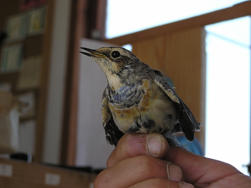 Bluethroat, Sundre 20080801